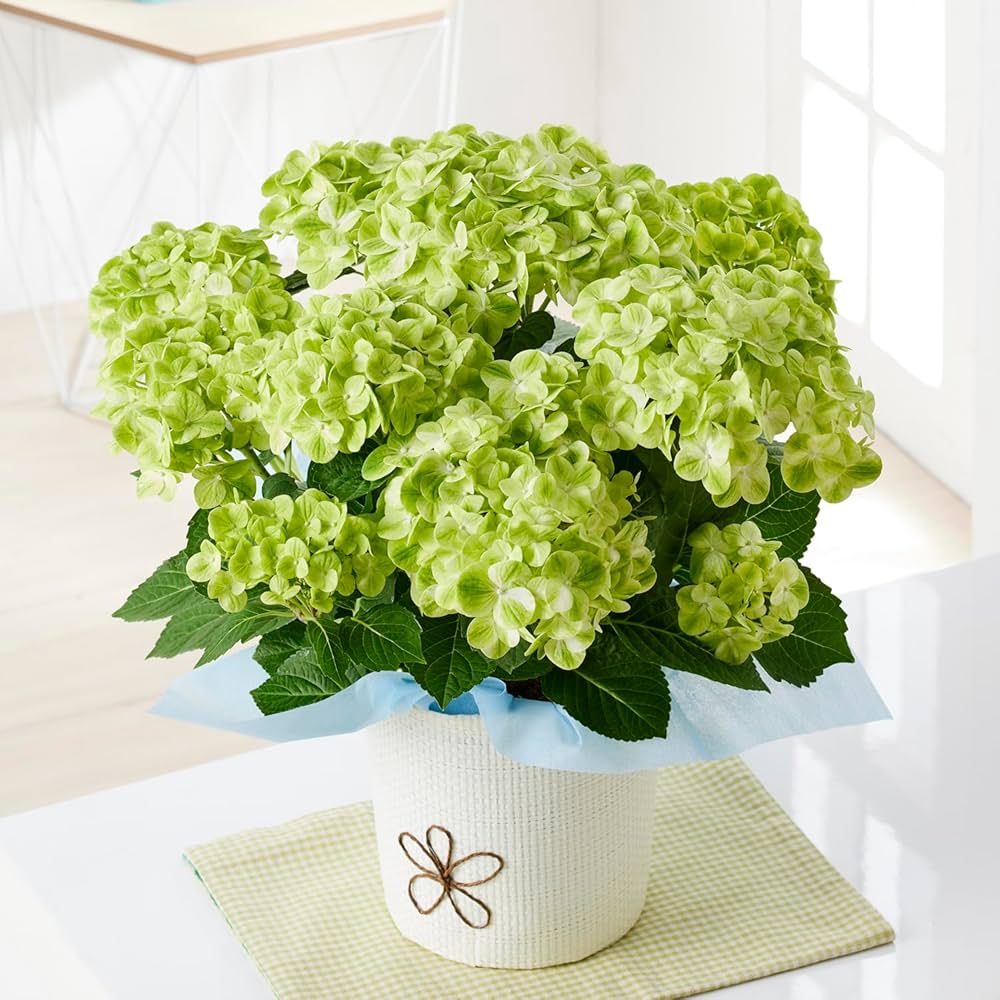 週末特価！5鉢価格！スプラッシュ　グリーンファイア　紫陽花　アジサイ　苗　苗木 週末特価！5鉢価格！スプラッシュ グリーンファイア 紫陽花